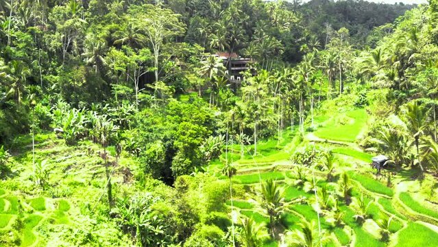 Bright Aerial shot Of Tegallalang Rice Terraces and lush jungle In Gianyar, Bali, Indonesia. Dolly tilt-down drone shot.