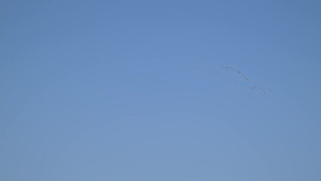 4K high resolution video of a large distant pelicans flock migrating and with a blues sky background- Israel