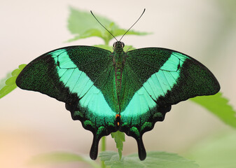Grüngestreifter Schwalbenschwanz - Emerald swallowtail
