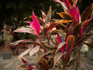 Liliaceae is an evergreen shrub of the Liliaceae family, which is distributed in tropical and subtropical regions of China and is a common urban greening plant.
