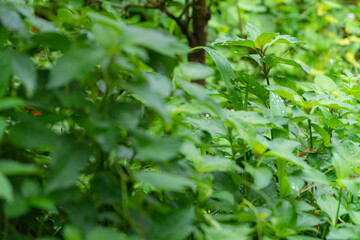 green leaves in the garden