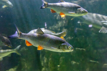 Naklejka premium Tropical fish swimming in the aquarium. Beautiful colorful fishes in the aquarium