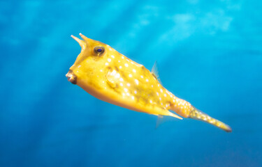 Yellow and white puffer fish swimming in the blue water aquarium