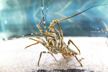Lobster in the aquarium. Macro photo of spiny lobster