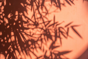 Fototapeta premium Bamboo leaf silhouette red wall background