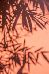 Bamboo leaf silhouette red wall background