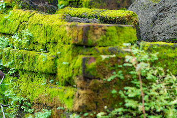 moss on the stone wall