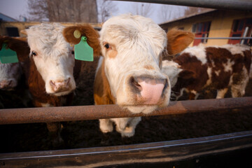 Cute calf in the cattle pen at the farm