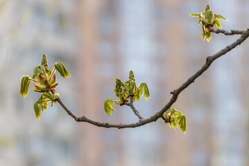 Leaves and little bud burgeons on the chestnut branch on the urban background - 779409328