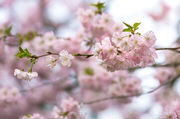 Pink sakura flowers on a branches, spring background - 779409505