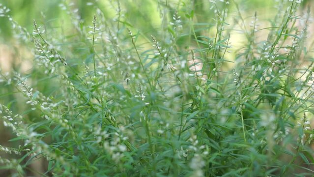 Polygala paniculata (Akar wangi, Jukut rindik, Sasapuan, Katumpang Lemah, Hierba del colico, Essence Fragile). This plant is used as a medicine against snake bites and blenorrhagias