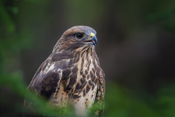 Steppe eagle portrait  in forest. Danger animal in nature habitat - 779409706