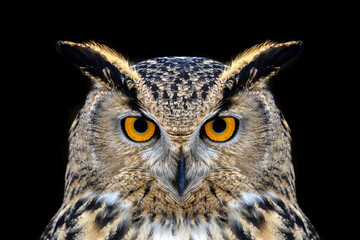 Owl looking big eyes out of the darkness close - 779409757