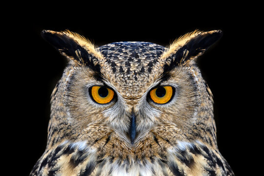 Owl looking big eyes out of the darkness close