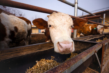 Wide Angle close-up of a cute calf in a cattle pen