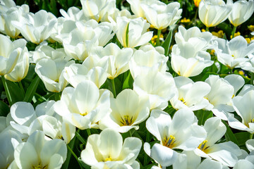 White sea of ​​flowers: close-up of a field of white tulips in full bloom. Yellow and orange tulips in the background. Spring background and cheerful Easter backdrop