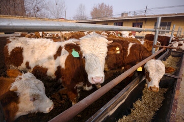 Wide Angle close-up of a cute calf in a cattle pen