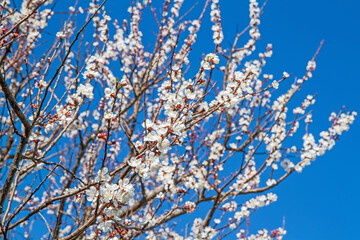 Blooming apricot branches on the background of blue sky. Spring blossoming of fruit trees in the garden.