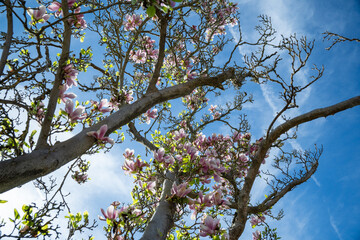 Branches of a pink magnolia tree (Magnolia) in full bloom reaching into the sky. View from below into the blue sky