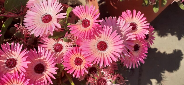 Pink Livingstone Daisy Flowers Blooming on Green Leaves Background