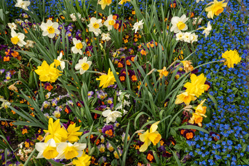 Colorful flowerbed with white-yellow daffodils, colorful pansies and blue forget-me-nots