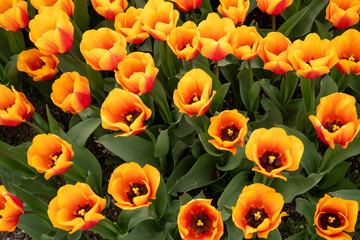 Flowerbed with the bicolor tulip 'Beauty of Apeldoorn'. Red-orange flowers, rounded petals. View...