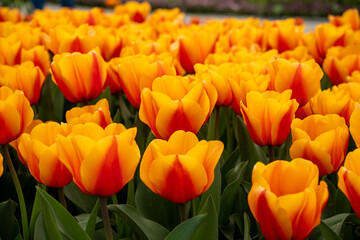 Flowerbed with the bicolor tulip 'Beauty of Apeldoorn'. Red-orange flowers, rounded petals. View...