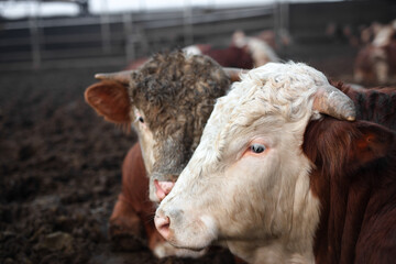 Close-up of cattle at a farm