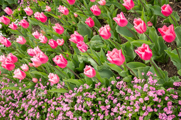Signs of spring: Colorful flowerbed with pink lily-like tulips and pink forget-me-nots (Myosotis...