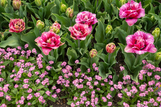 Signs of spring: Colorful flowerbed with pink double tulips and pink forget-me-nots (Myosotis sylvatica). Tulips form their own genus Tulipa within the lily family (Liliaceae).