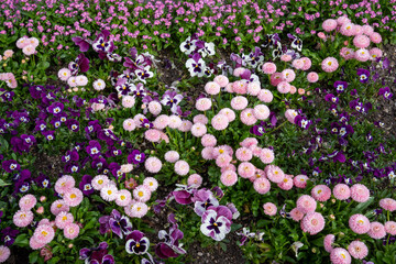 Spring awakening: Colorful flowerbed with double pink daisies, purple-white pansies and pink...