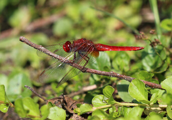 Feuerlibelle - Scarlet Darter