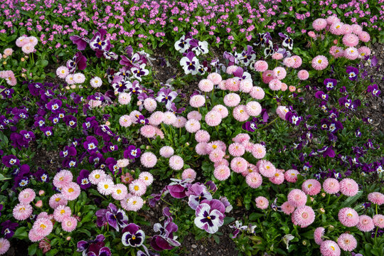 Spring awakening: Colorful flowerbed with double pink daisies, purple-white pansies and pink forget-me-nots (Myosotis sylvatica).
