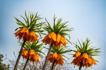The crown imperial (Fritillaria imperialis) is a plant species from the genus Fritillaria in the...