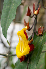 Thunbergia mysorensis, also called Mysore trumpetvine or Indian clock vine, an exotic climbing plant from the tropical rainforest. It is a species of flowering plant in the family Acanthaceae.