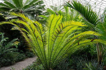Large tropical fern (Cycas revoluta) cultivated in the botanical greenhouse
