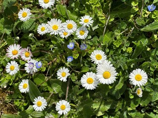 Fototapeta premium daisies in a field