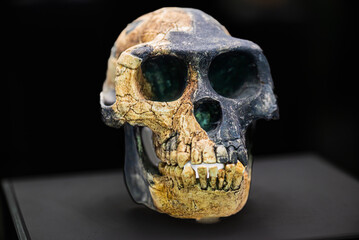Ardipithecus ramidus is a species of australopithecine from the Afar region of Early Pliocene Ethiopia 4.4 million years ago  - 779413983