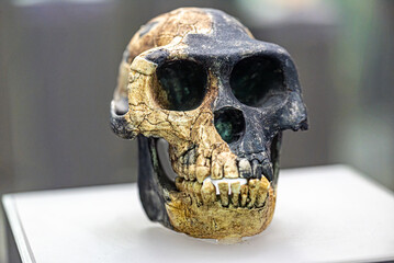 Ardipithecus ramidus is a species of australopithecine from the Afar region of Early Pliocene...