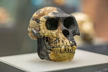 Ardipithecus ramidus is a species of australopithecine from the Afar region of Early Pliocene Ethiopia 4.4 million years ago  - 779414153