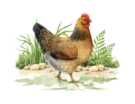 Chicken farm bird on the green grass watercolor illustration. Hand painted realistic detailed hen element. Cute fluffy brown chicken walking on the farmyard with greens. Hen on the ground isolated