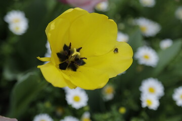 Num delicado equilíbrio entre beleza e intriga, uma pequena aranha tece sua teia na exuberante...
