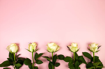 Top view of five white roses on pink background. Flat lay, copy space.