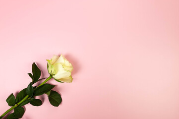 Top view of white rose on pink background. One tulip flat lay. Copy space.