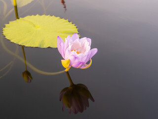 purple lotus flower in the tub among the lotus leaves