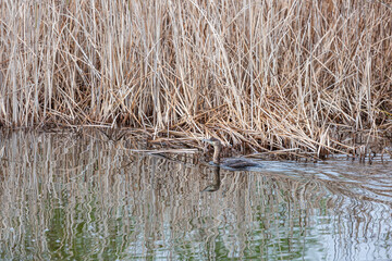 Great Cormorant swimming in a lagoon with dry cattails. Phalacrocorax carbo.