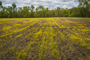 View of freshly plowed Midwestern field with yellow wildflowers in spring; trees in background