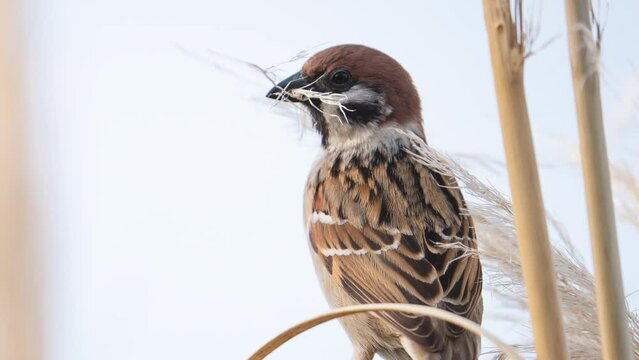 one wild bird, eurasian tree sparrow sitting on pampas grass flower, plume with part of the feathers in his beak to build a cosy nest, slow motion
