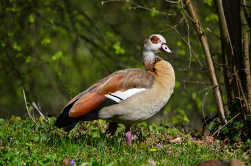 Eine auf einem Bein stehende Ägyptische Gans in ihrer natur