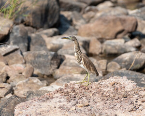 Pond heron bird camouflaged perched on the rocks in the jungle.